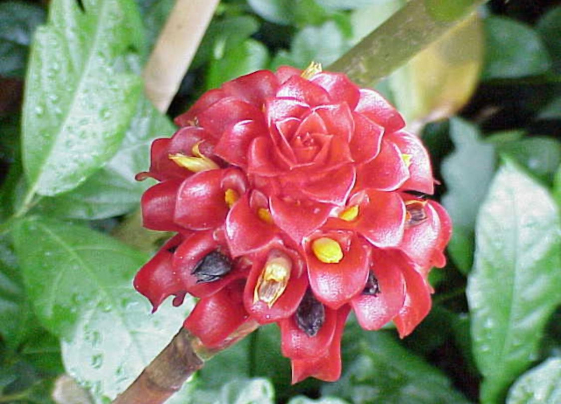 Costus Red Spiral Indonesian Wax Ginger rhizome