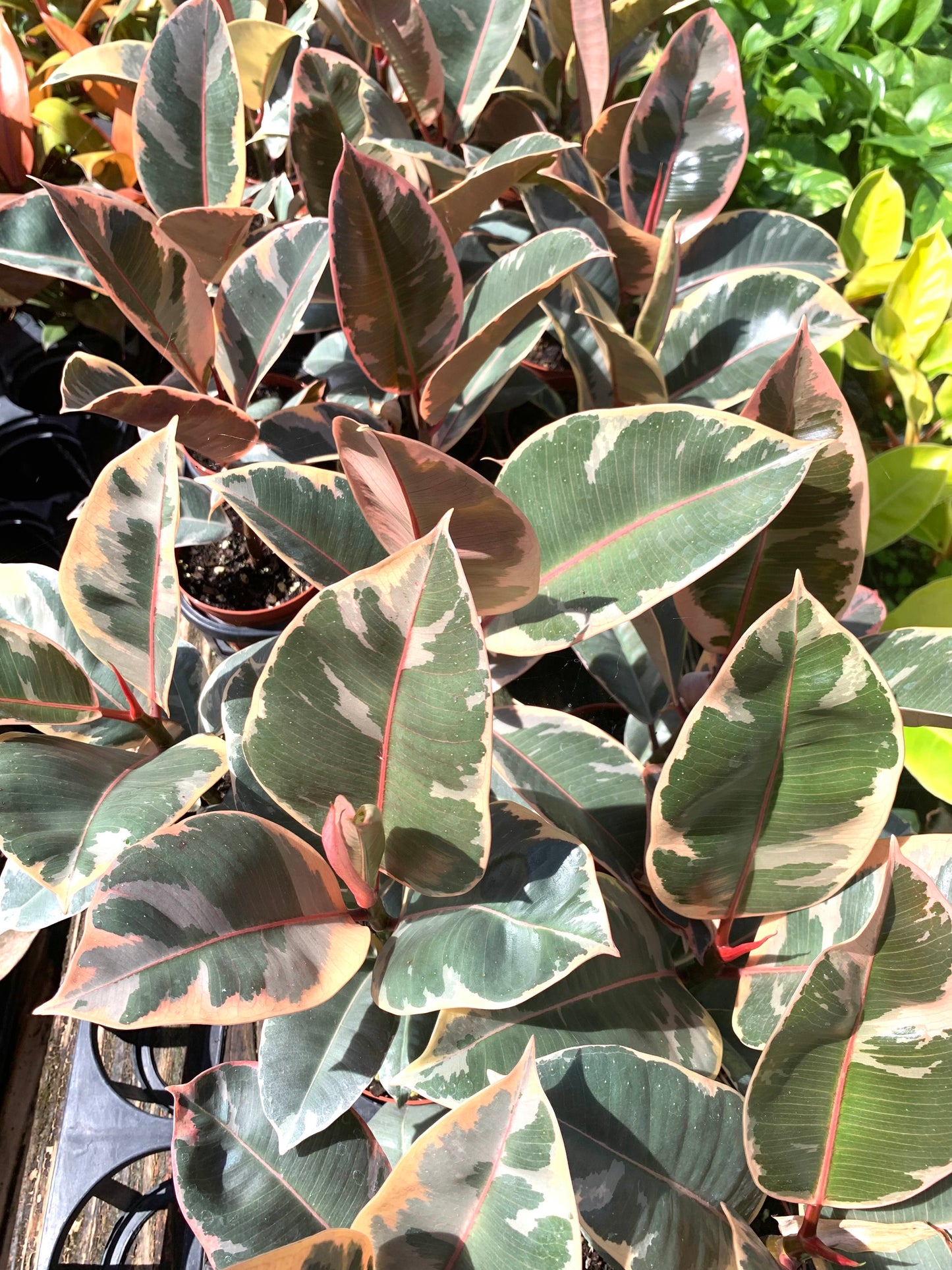 Tineke Ficus Elastica Variegated with Pink Rubber Tree in Pot