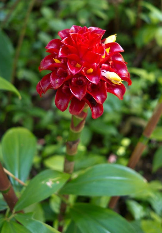 Costus Red Spiral Indonesian Wax Ginger rhizome