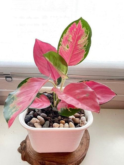 Aglaonema Cherry Pink Passion Chinese Evergreen Plant - 4" Pot.