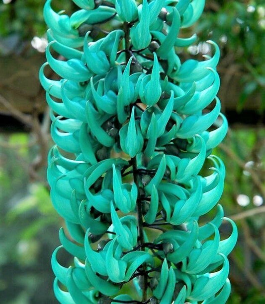 Green Jade Vine Plant Tree 1-2 ft Tall Vine. Strongylodon Macrobotrys.