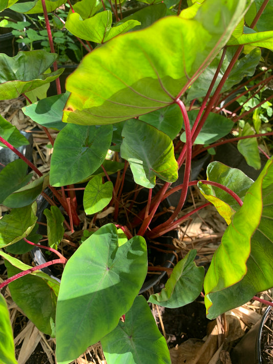 Colocasia Sangria Res Stem live in pot