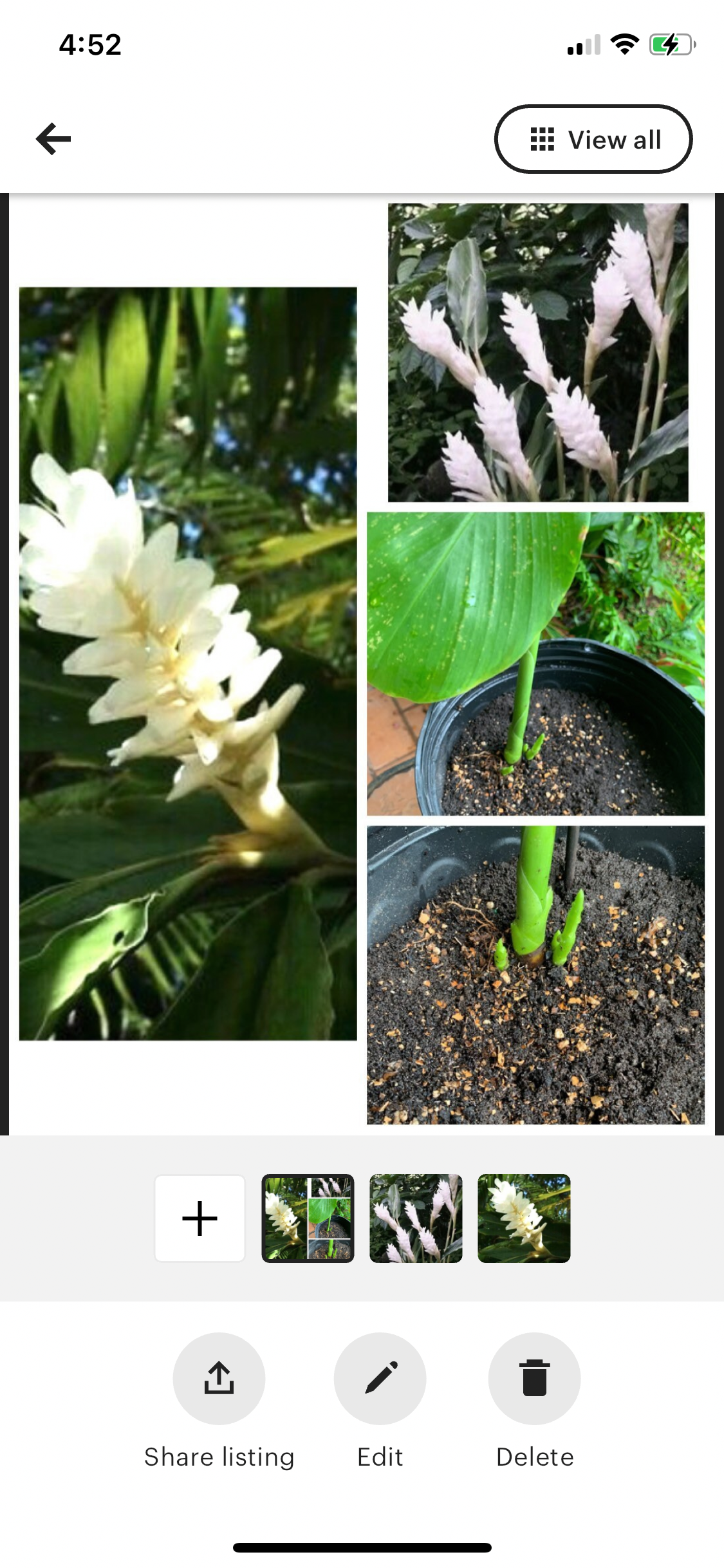 White Ginger Alpinia Purpurata live rhizome