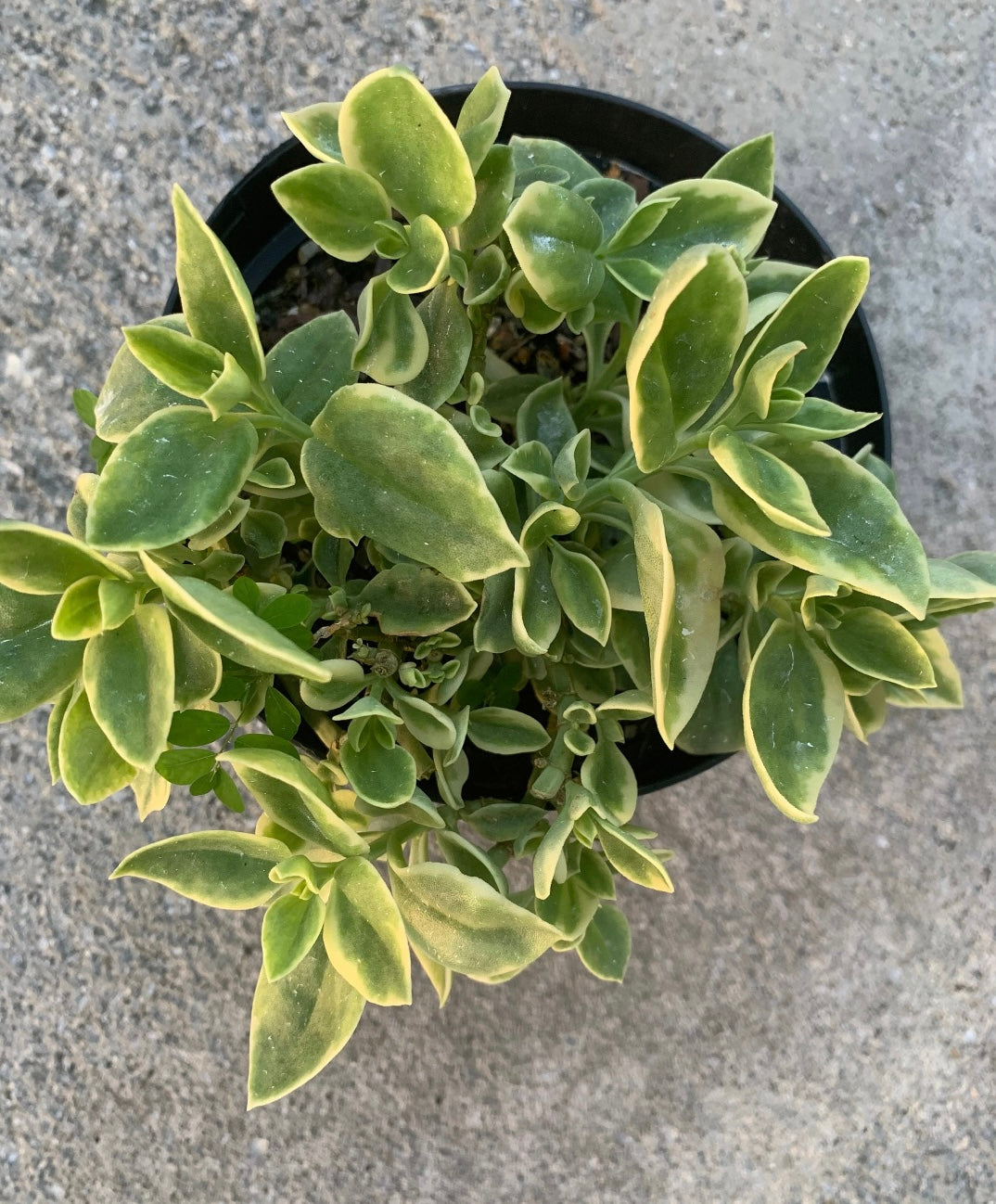 Baby Sun Rose Variegated red/pink succulent plant 6” pot with soil