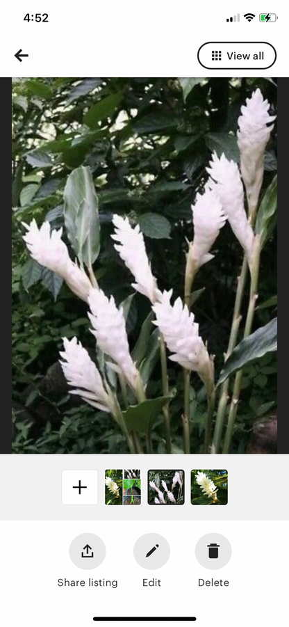 White Ginger Alpinia Purpurata live rhizome