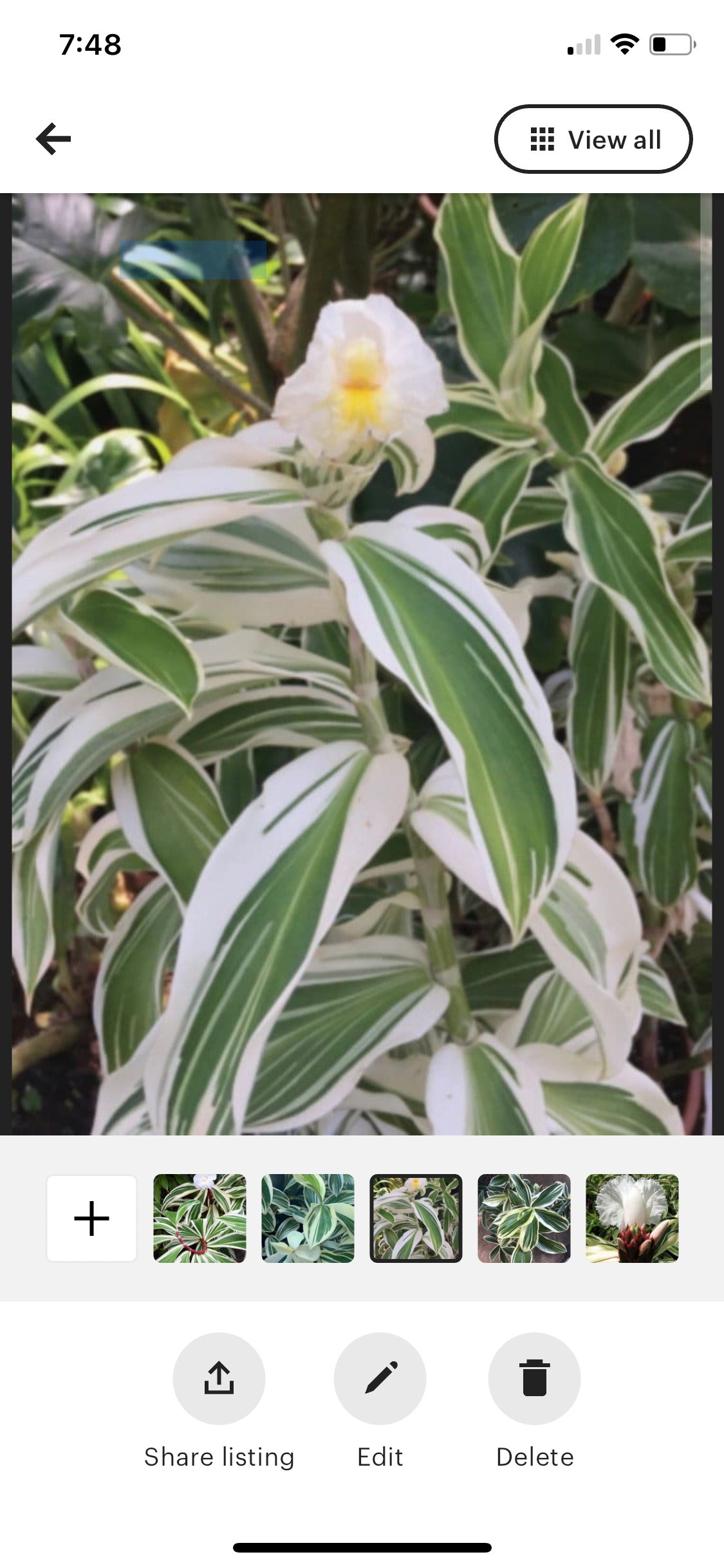 Costus Arabicis Variegated Spiral Wax Ginger live starter tropical rhizome