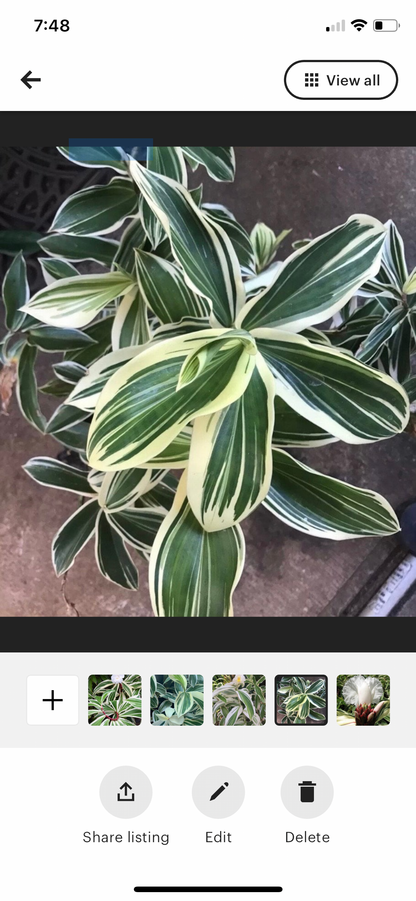 Costus Arabicis Variegated Spiral Wax Ginger live starter tropical rhizome