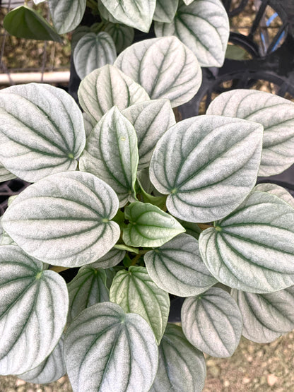 Peperomia Frost Silver plant in pot