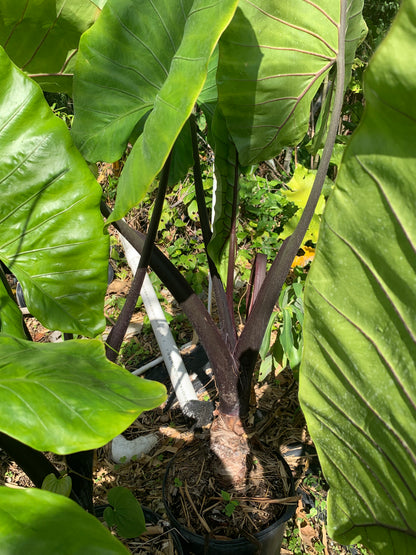 Colocasia Black Stem starter plant in pot