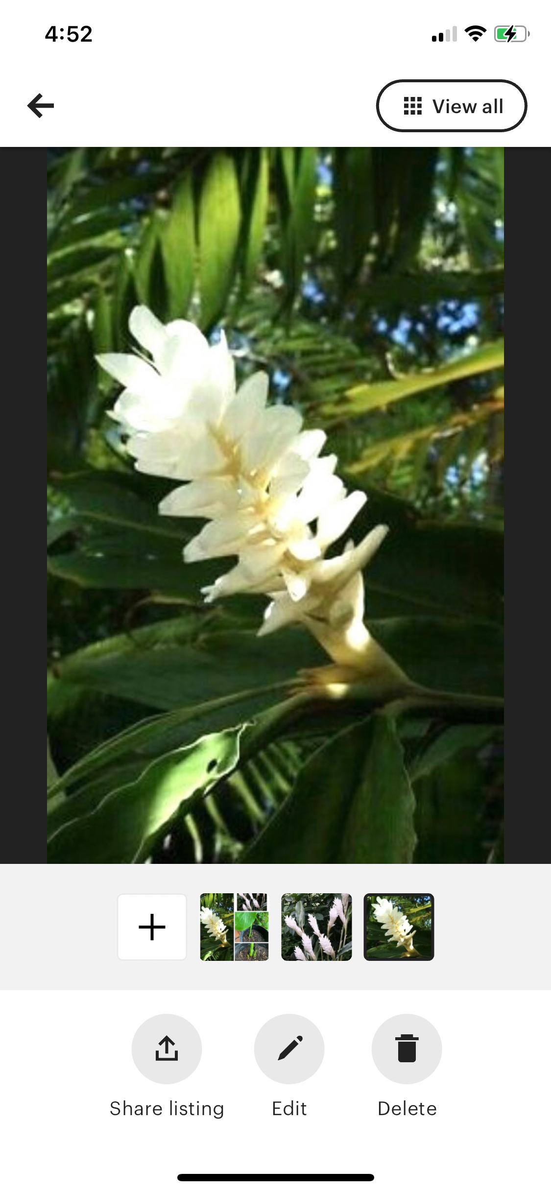 White Ginger Alpinia Purpurata live rhizome