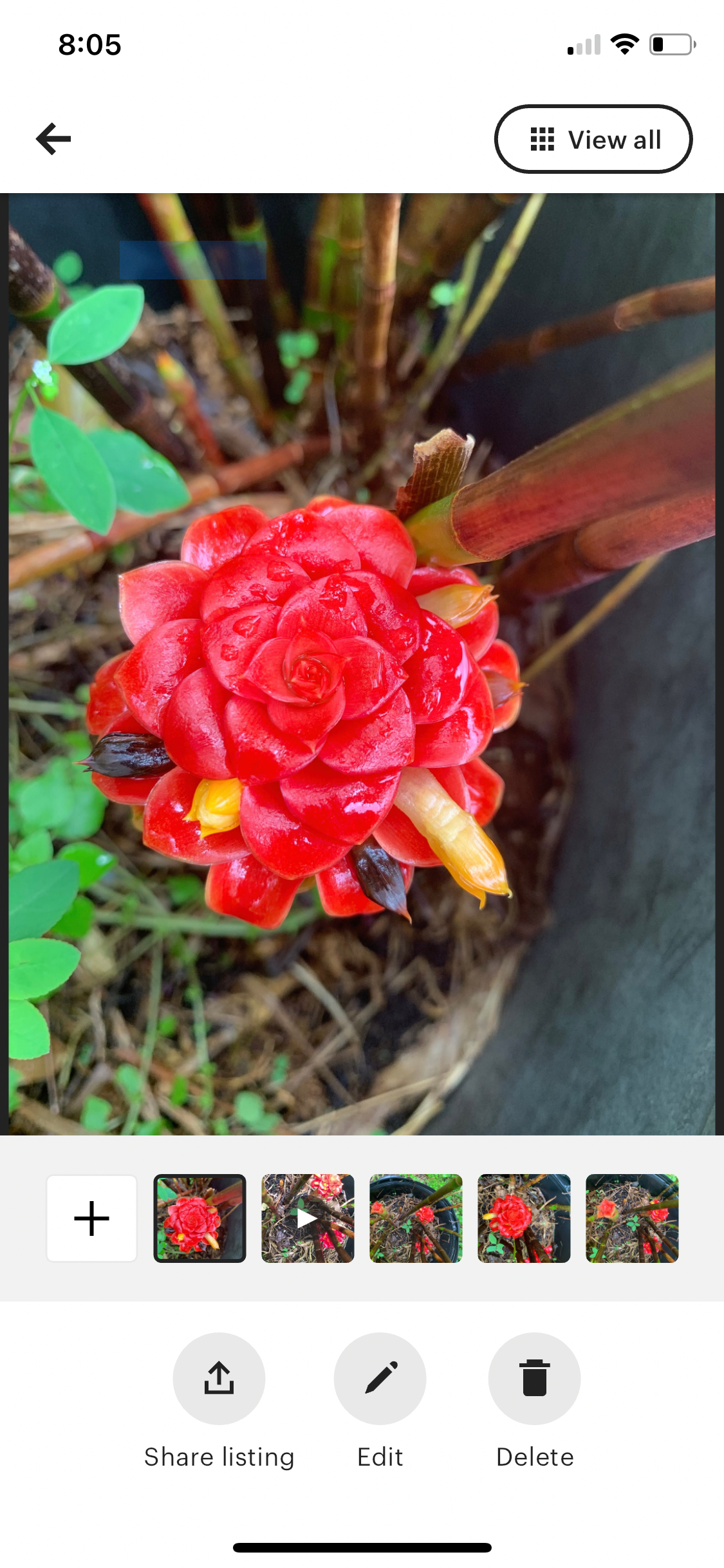 Costus Red Spiral Indonesian Wax Ginger rhizome