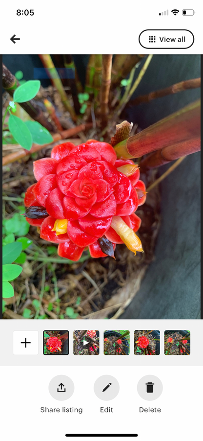 Costus Red Spiral Indonesian Wax Ginger rhizome