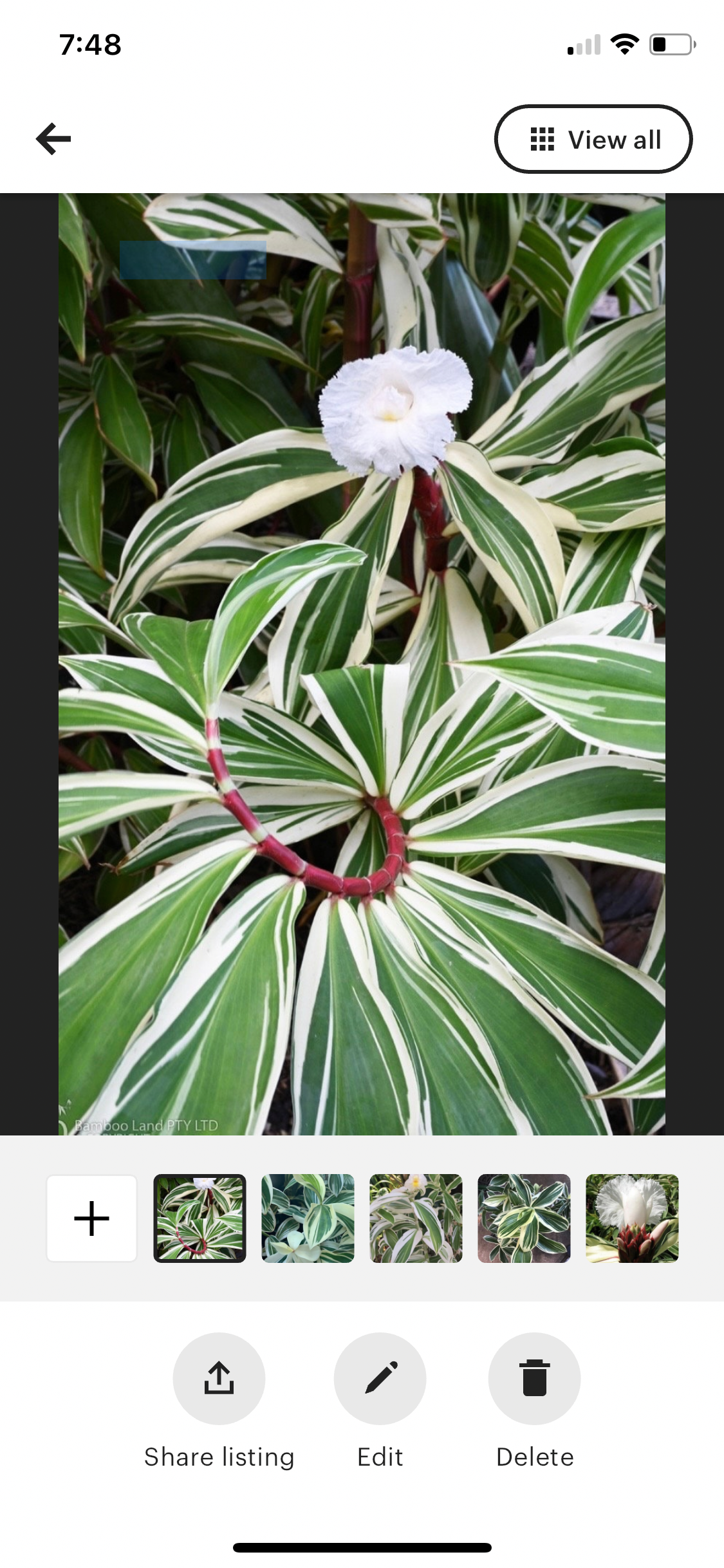 Costus Arabicis Variegated Spiral Wax Ginger live starter tropical rhizome