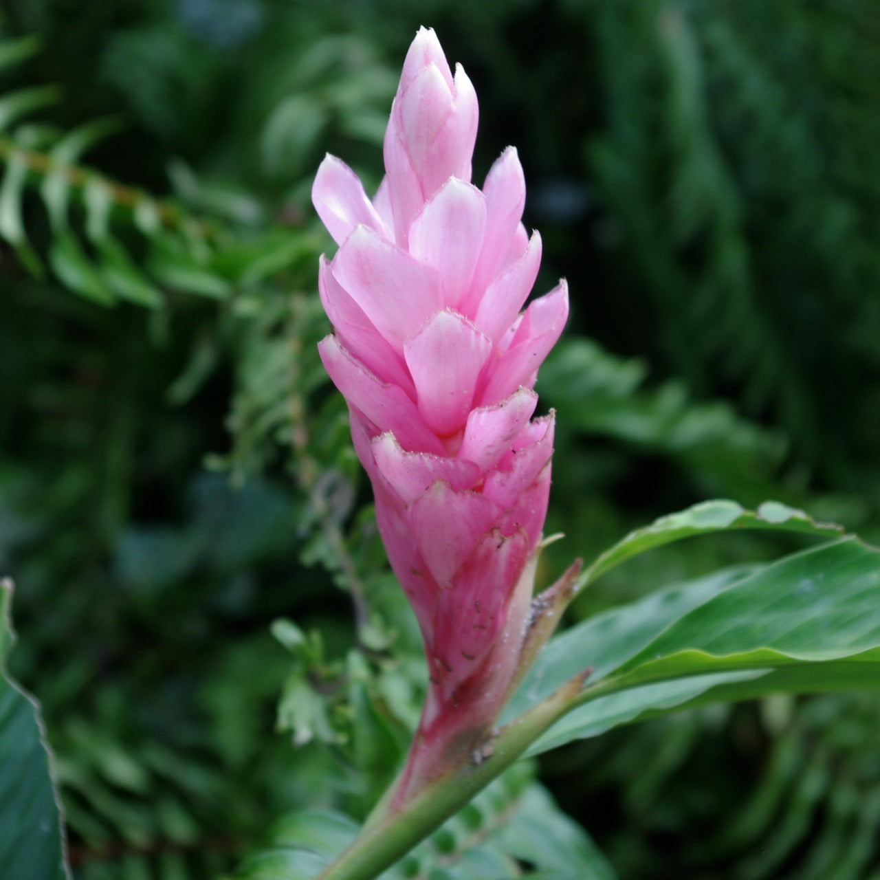 Pink light Ginger Alpinia Purpurata live rhizome with stalk