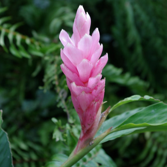 Pink light Ginger Alpinia Purpurata live rhizome with stalk