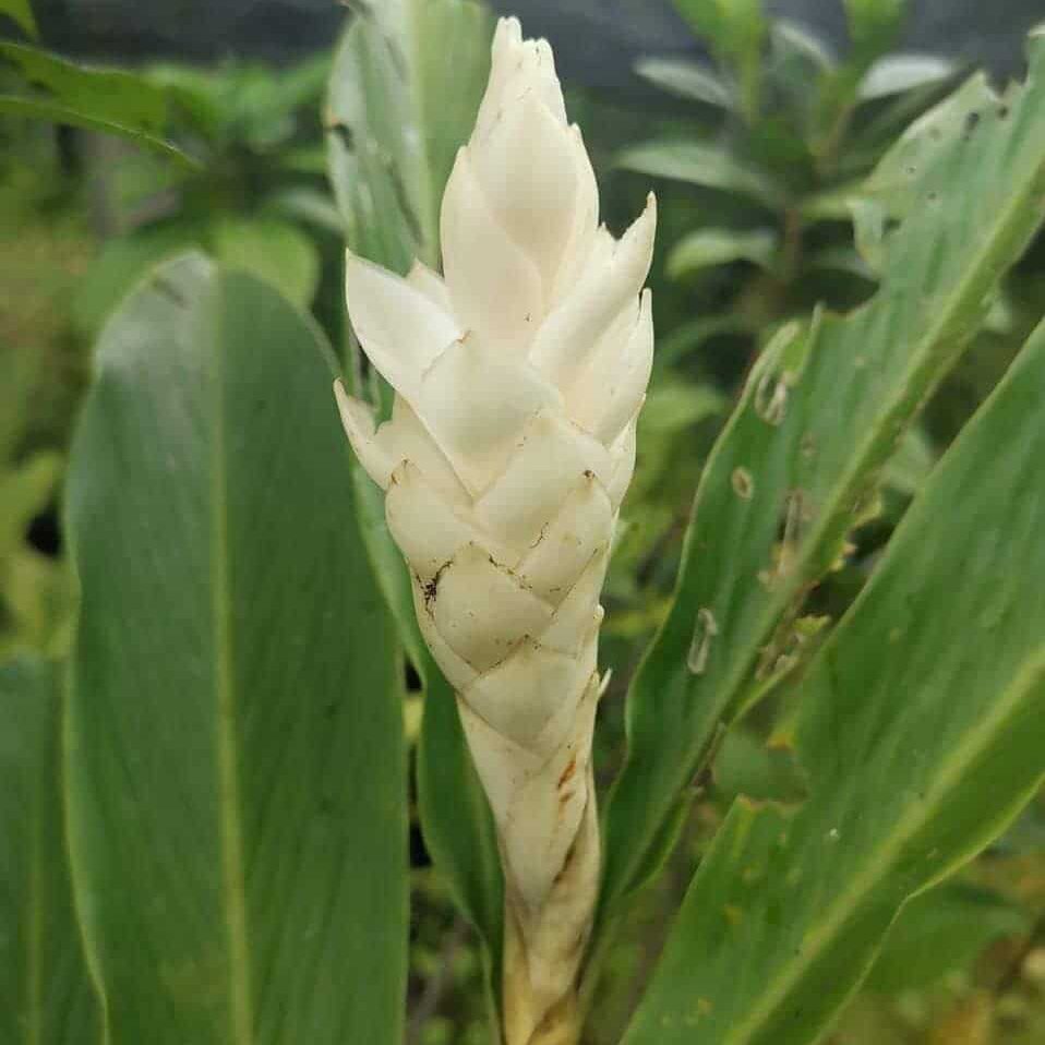 White Ginger Alpinia Purpurata live rhizome