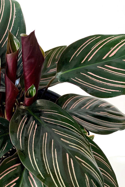 Calathea Ornata Pinstripe Plant