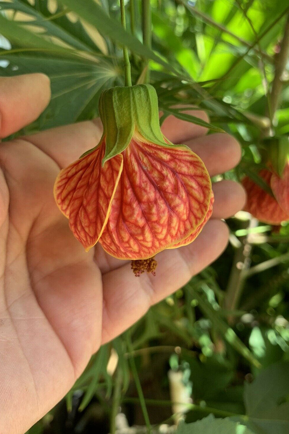 Chinese on sale lantern flower