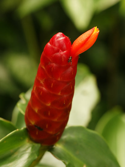 Red Button Ginger Costus aka Lipstick / Lolipop Ginger bulb rhizome