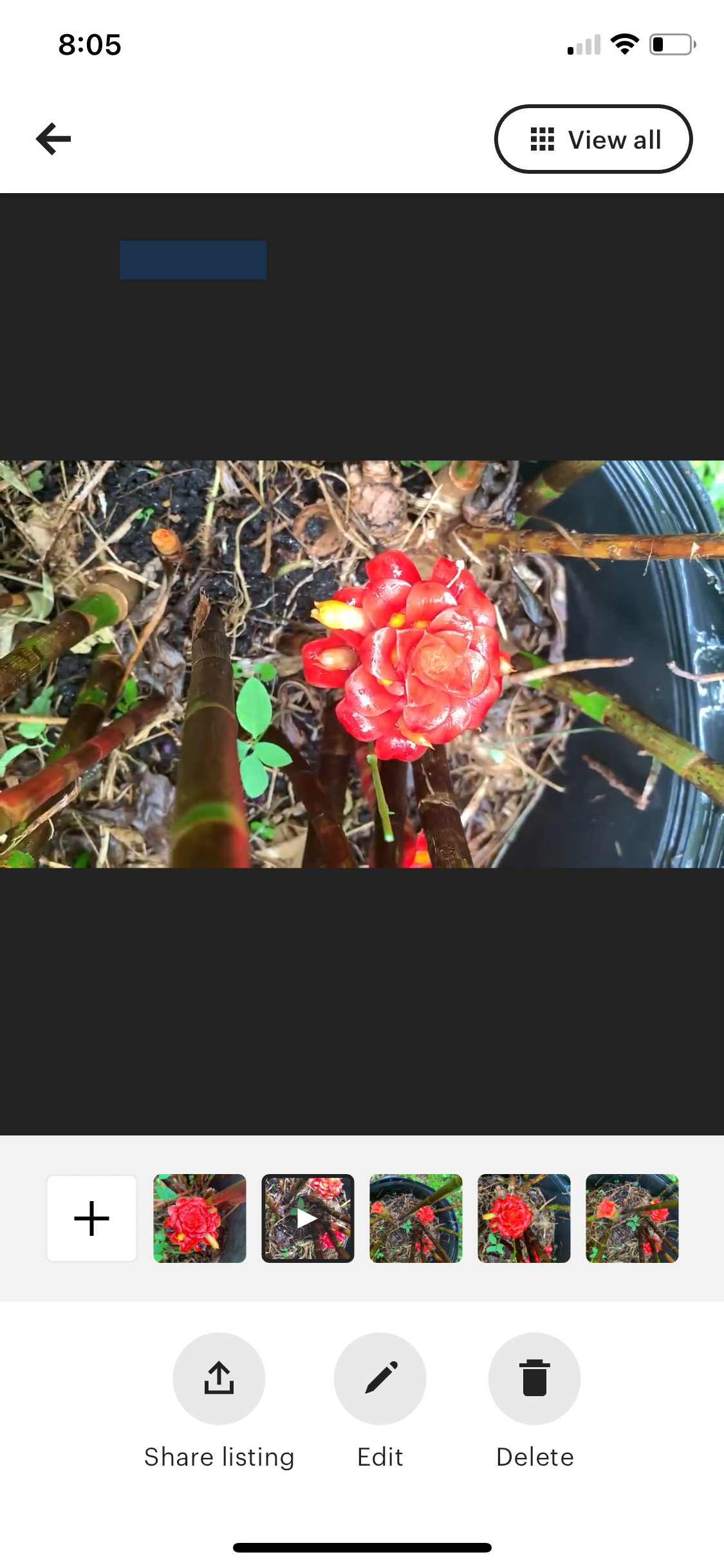 Costus Red Spiral Indonesian Wax Ginger rhizome