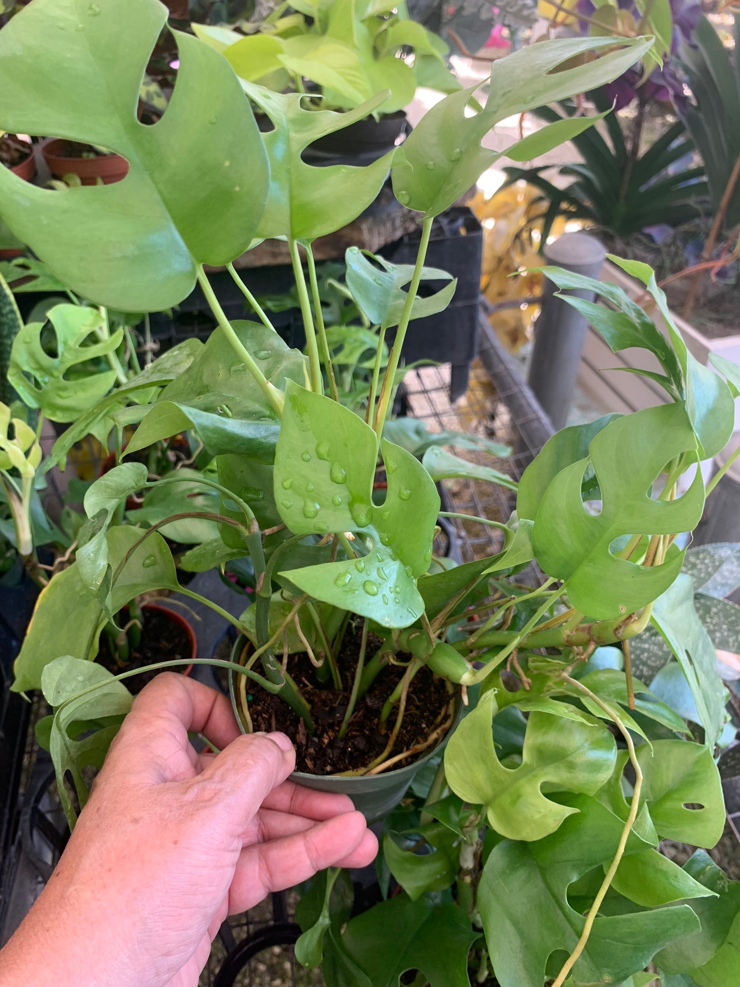 Monstera Mini Miniatura  Rhaphidophora Tetrasperma plant in pot