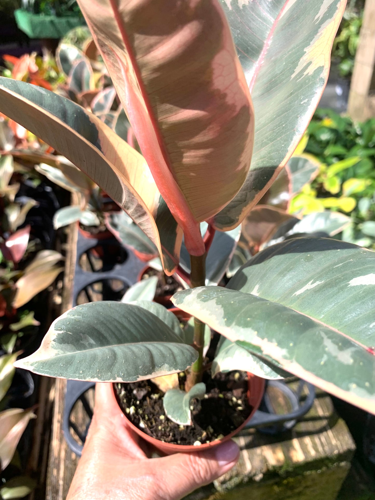 Tineke Ficus Elastica Variegated with Pink Rubber Tree in Pot
