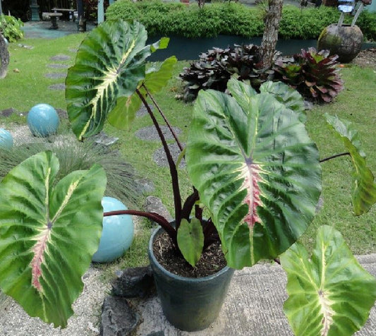 Alocasia White Lava Esculenta plant starter