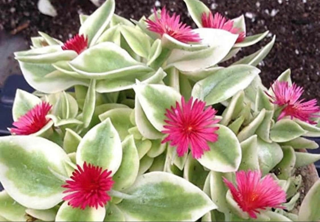 Baby Sun Rose Variegated red/pink succulent plant 6” pot with soil