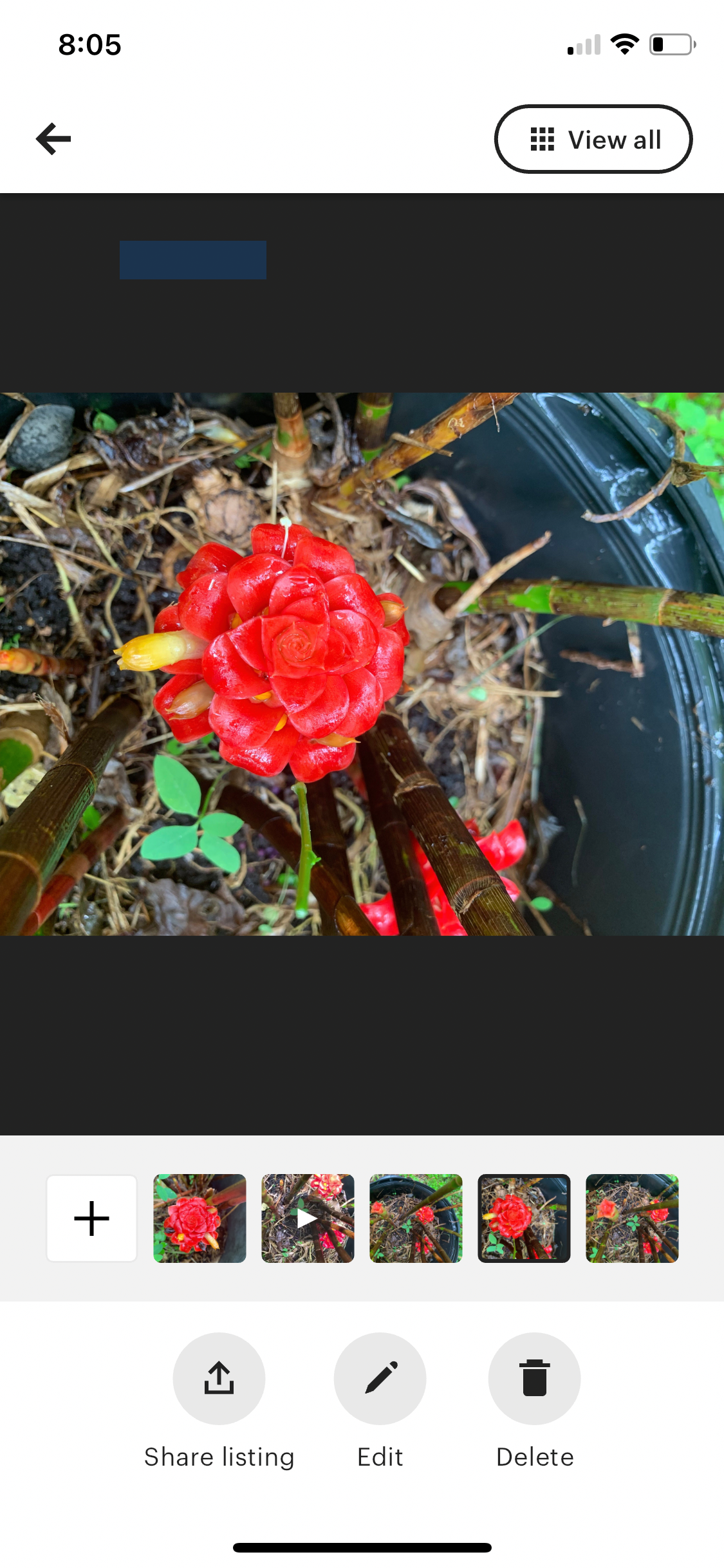 Costus Red Spiral Indonesian Wax Ginger rhizome