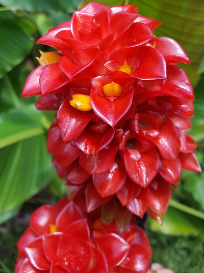 Costus Red Spiral Indonesian Wax Ginger rhizome