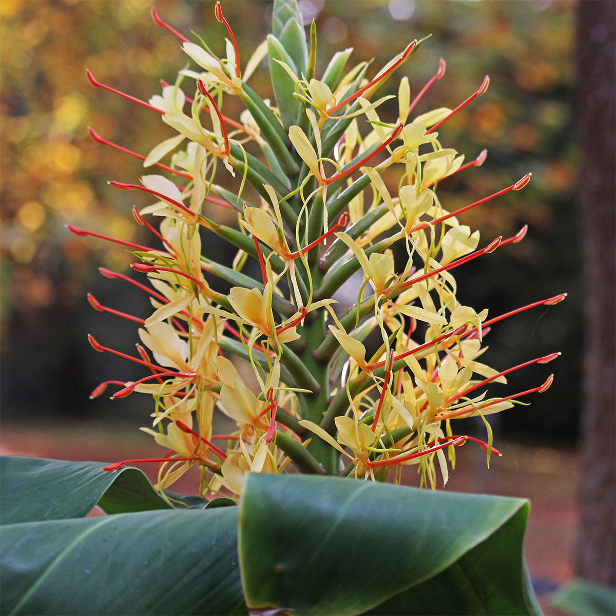 Yellow Hedychium Fragrant Butterfly Lily Ginger Rhizome