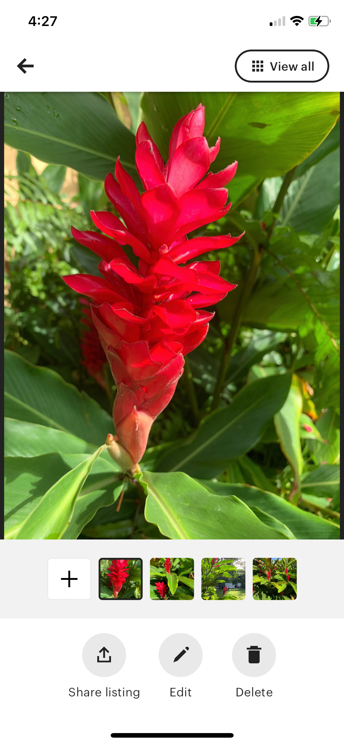 Red Ginger Alpinia Purpurata live rhizome with short stalk