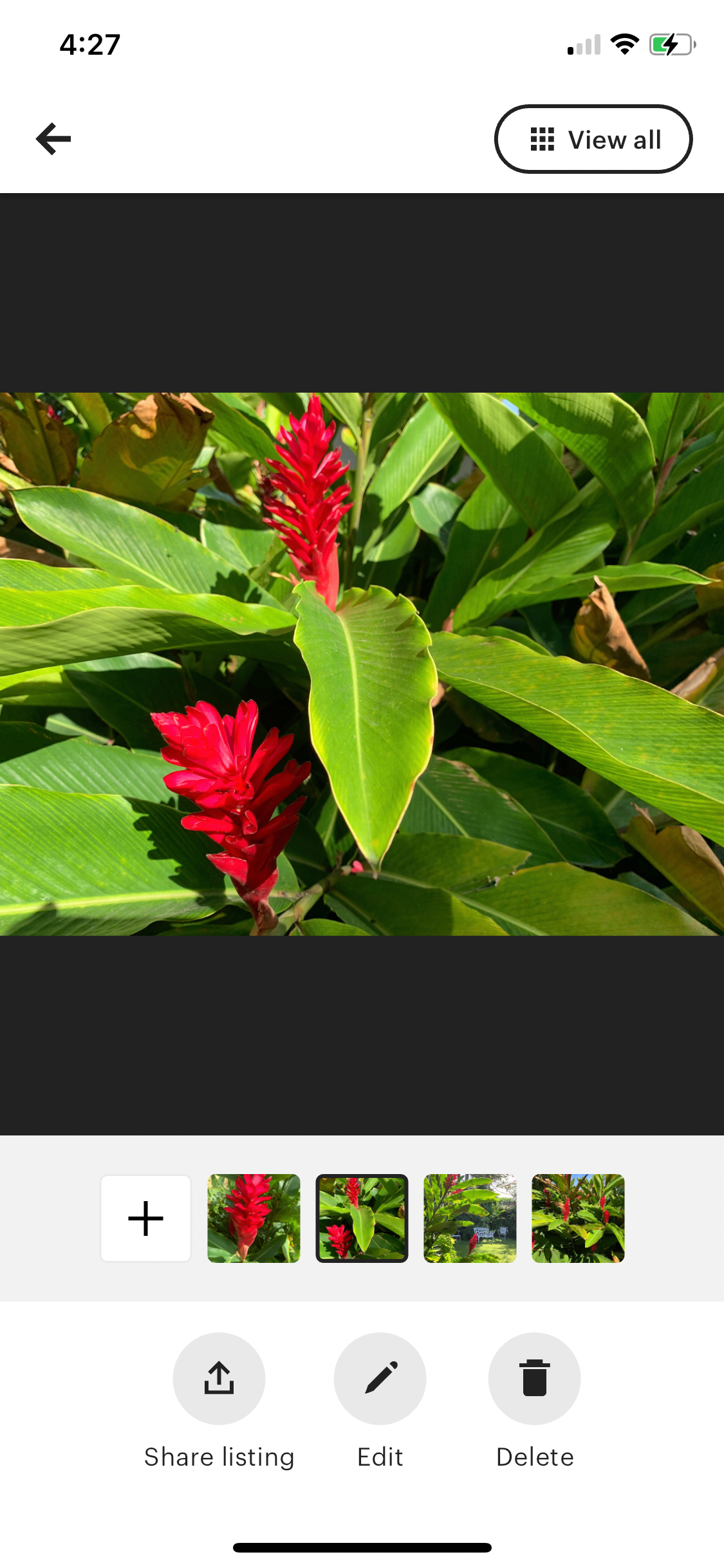 Red Ginger Alpinia Purpurata live rhizome with short stalk