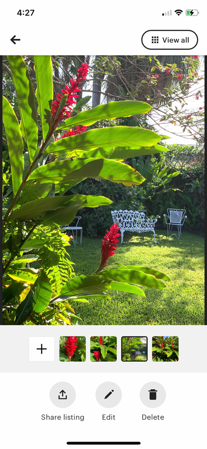 Red Ginger Alpinia Purpurata live rhizome with short stalk