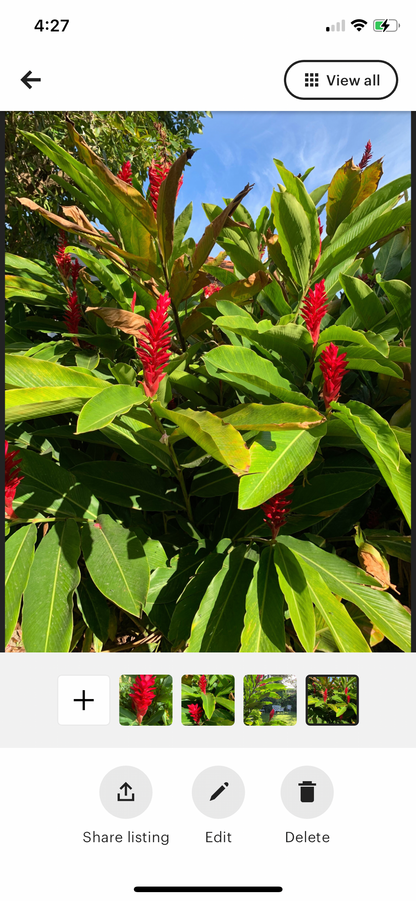 Red Ginger Alpinia Purpurata live rhizome with short stalk