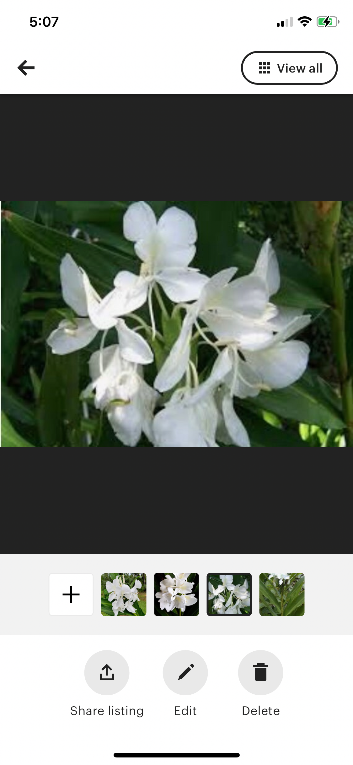 White Butterfly Fragrant Hedychium live rhizome