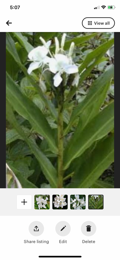 White Butterfly Fragrant Hedychium live rhizome