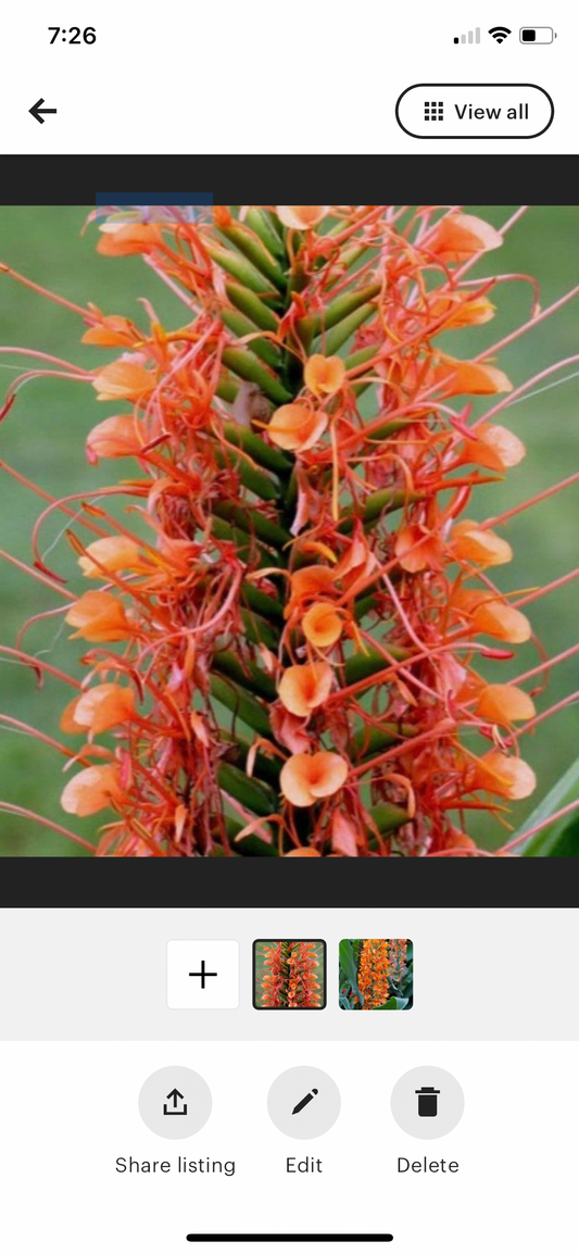 Orange Coral Hedychium fragrant Ginger rhizome with stalk