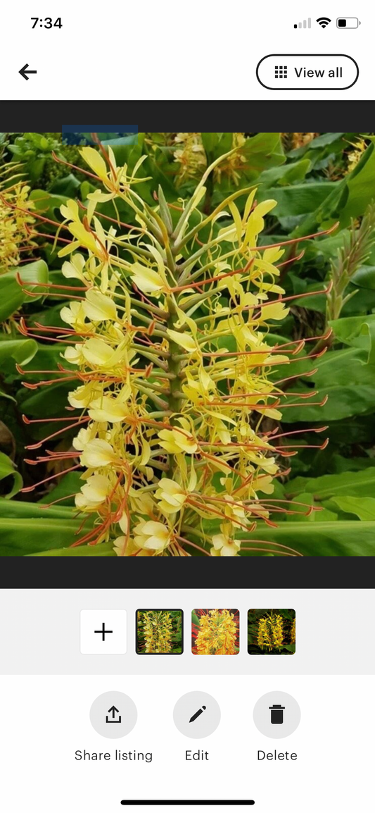 Yellow Hedychium fragrant butterfly Lily Ginger Rhizome