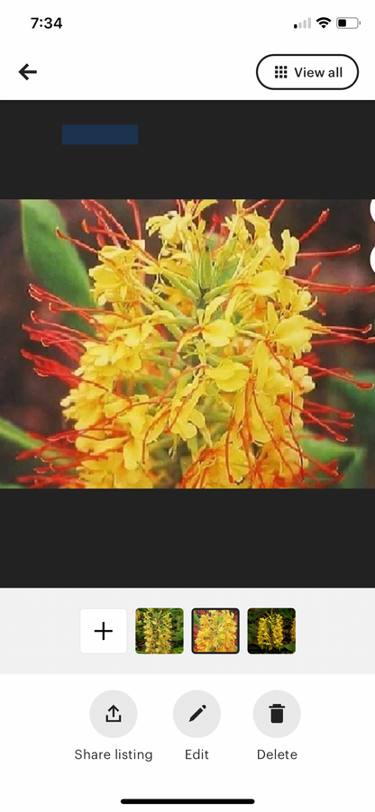 Yellow Hedychium fragrant butterfly Lily Ginger Rhizome