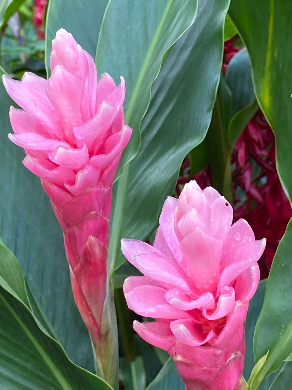 Pink light Ginger Alpinia Purpurata live rhizome with stalk