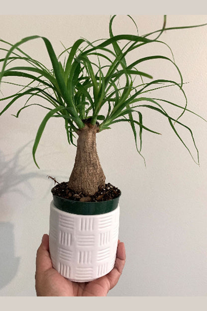 Ponytail Palm Elephant foot tree in a 4”