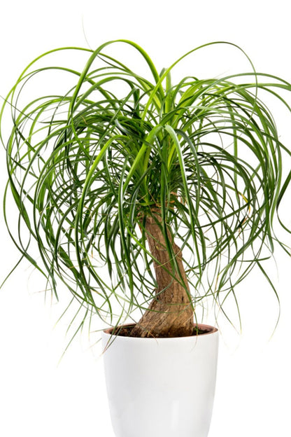 Ponytail Palm Elephant foot tree in a 4”