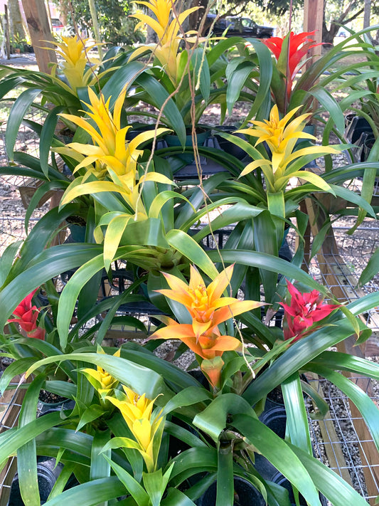 Bromeliads in assorted colors.