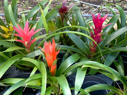 Bromeliads in assorted colors.