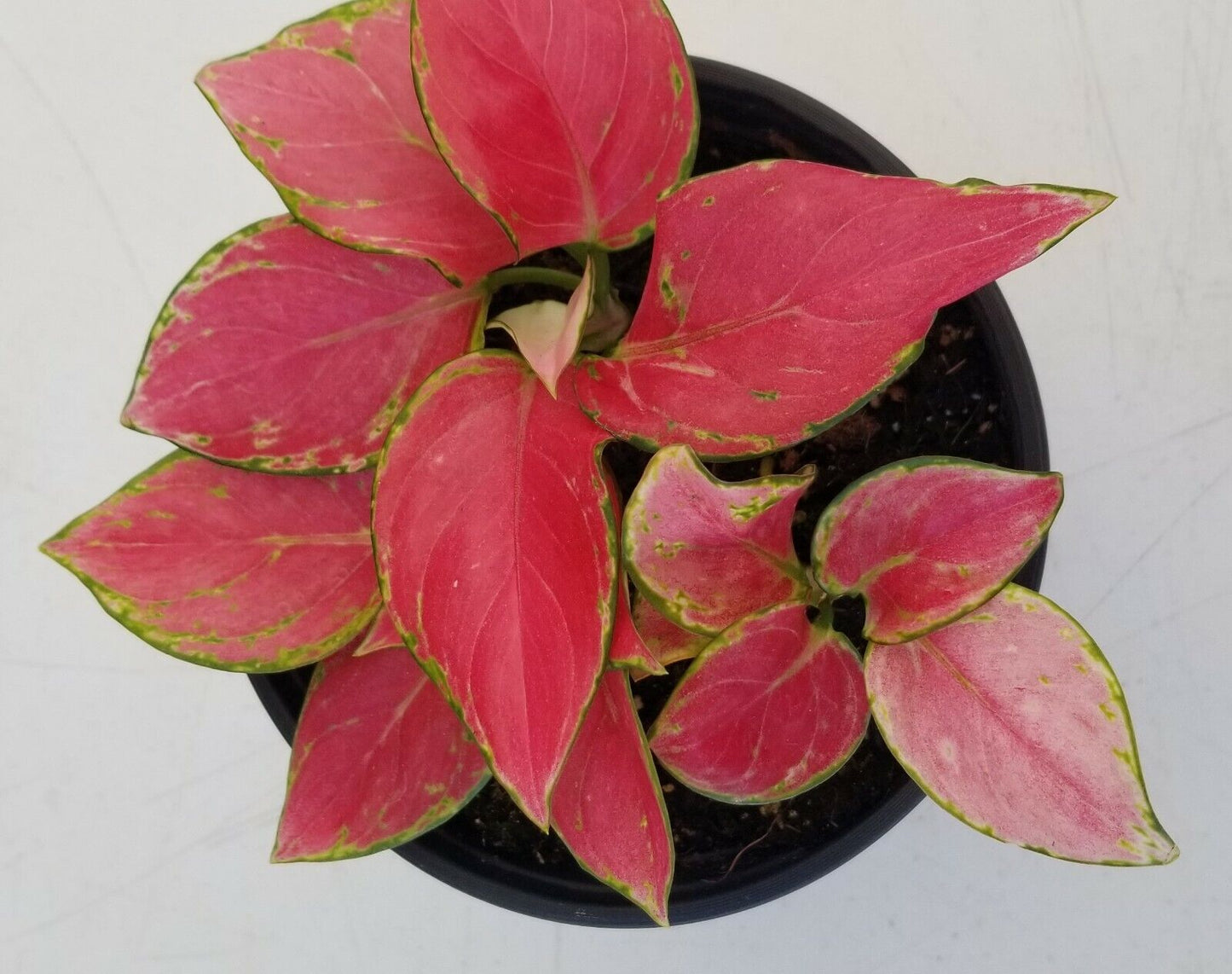 Aglaonema Cherry Pink Passion Chinese Evergreen Plant - 4" Pot.