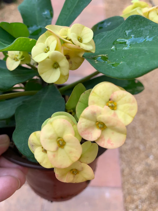 Crown of Thorns Euphorbia Milli Corona de Cristo plant