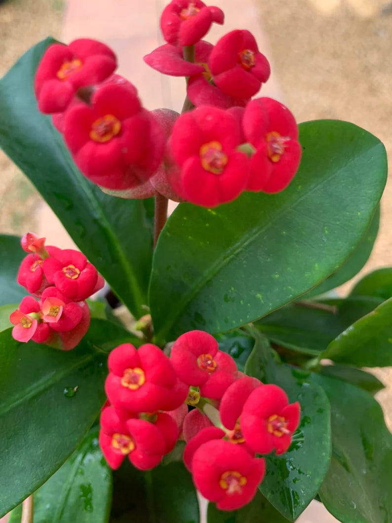 Crown of Thorns Euphorbia Milli Corona de Cristo plant