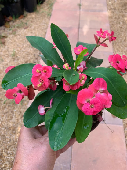 Crown of Thorns Euphorbia Milli Corona de Cristo plant