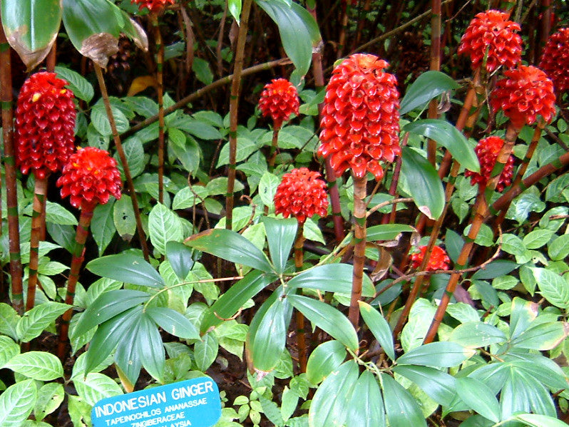 Costus Red Spiral Indonesian Wax Ginger rhizome